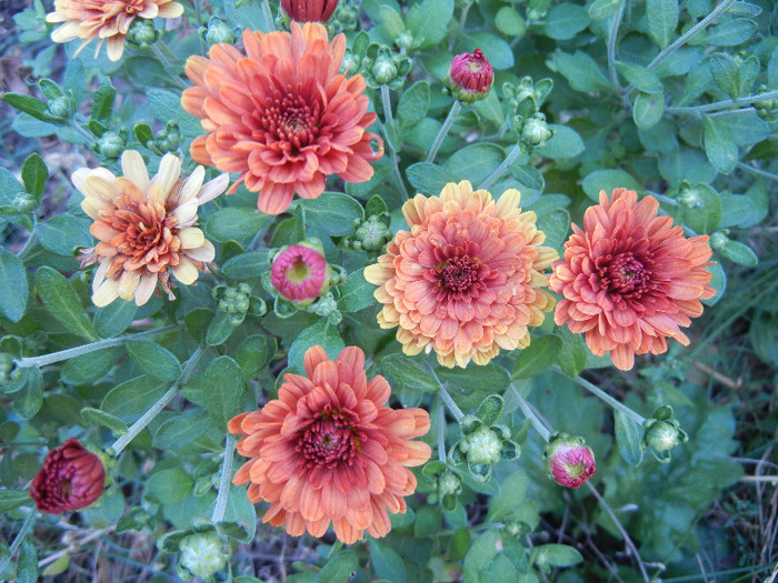 Orange Chrysanthemum (2011, Sep.13) - Orange Chrysanthemum