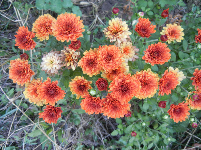 Orange Chrysanthemum (2011, Sep.13)