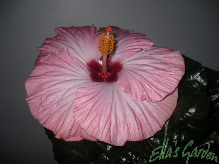 Hilary - 2011 Hibiscus