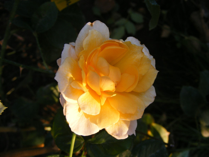 Excalibur(Celtic Pride,Marjorie Marshall); Shrub(arbust),floare mare(60 petale),parfum puternic(4 din 5 puncte),h1,5m
