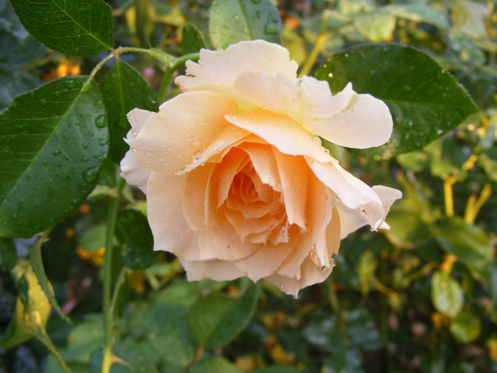 Excalibur(Celtic Pride,Marjorie Marshall); Shrub(arbust),floare mare(60 petale),parfum puternic(4 din 5 puncte),h1,5m
