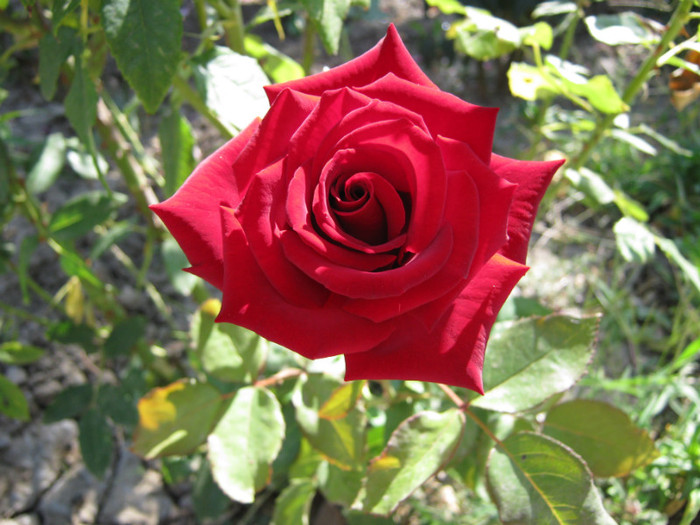 IMG_2065 - 2011 trandafiri