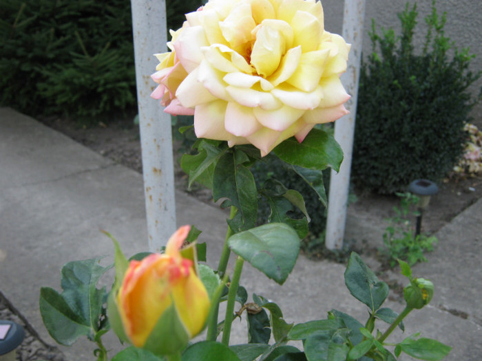 IMG_2071 - 2011 trandafiri