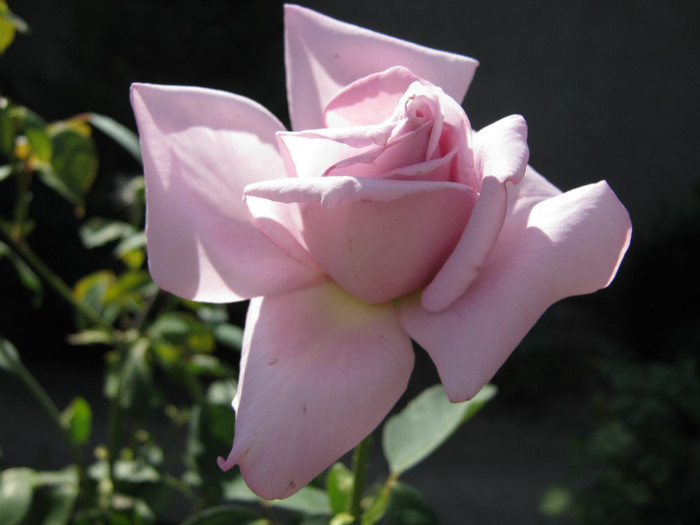 IMG_2072 - 2011 trandafiri