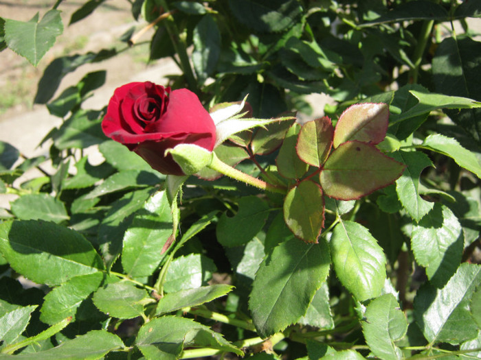IMG_2077 - 2011 trandafiri