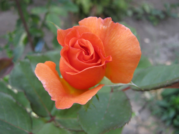 IMG_2081 - 2011 trandafiri
