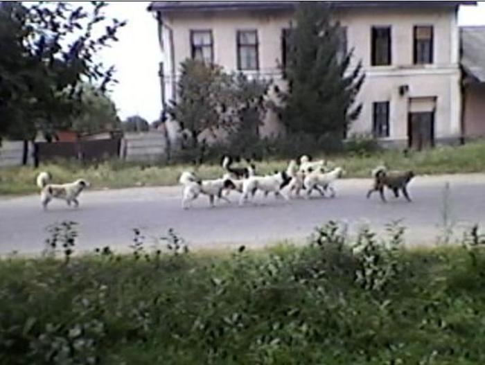 hai baieti la primarie!