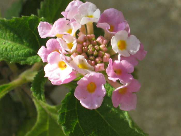 Picture 103 - FLORILE  ANULUI  2011