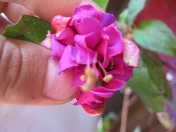 Picture 084 - FLORILE  ANULUI  2011