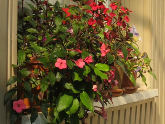 Picture 072 - FLORILE  ANULUI  2011