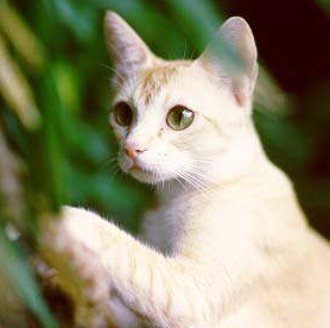 Ceylon - Rase de pisici