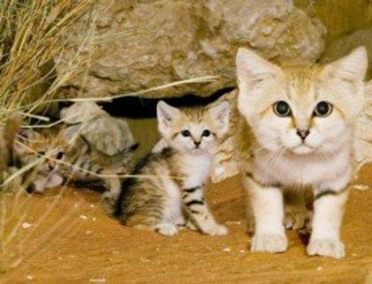 felis margarita - Rase de pisici
