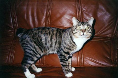 kurilian bobtail