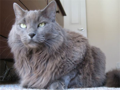 nebelung