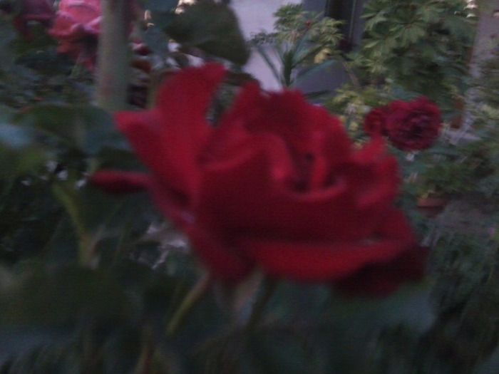 Fotografie0758 - roze 2011