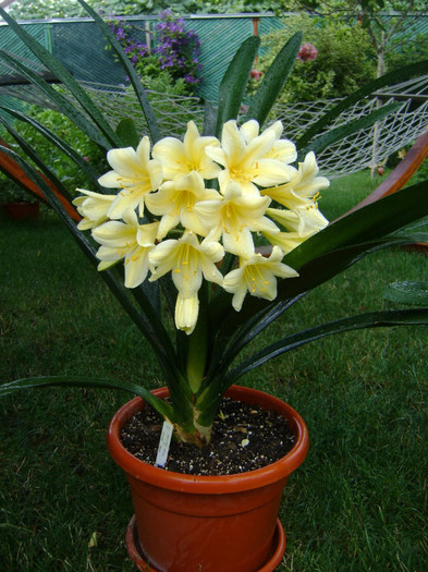 ( Nakamura xVico reflex); Large recurved Yellow flowers
