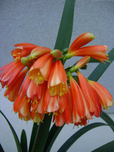 interspecific clivia