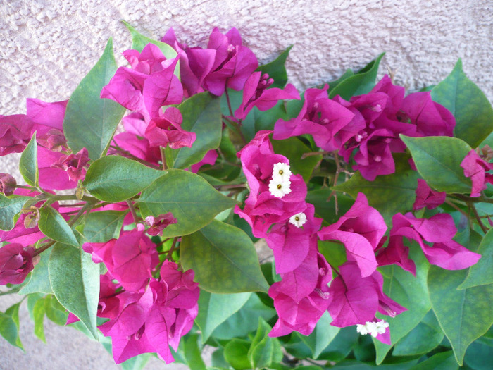 16.09.2011 - zzz-BOUGAINVILLEA-2011