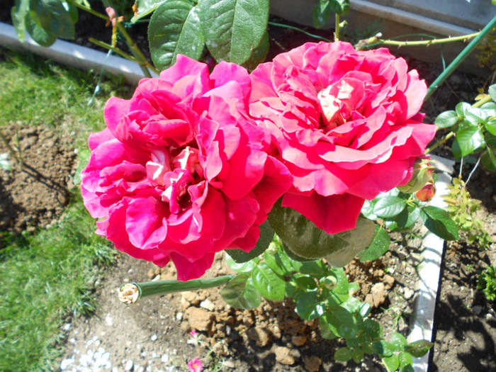 DSCN0382 - FLORILE MELE 2011