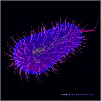 Colibaciloza; Colibaciloza
