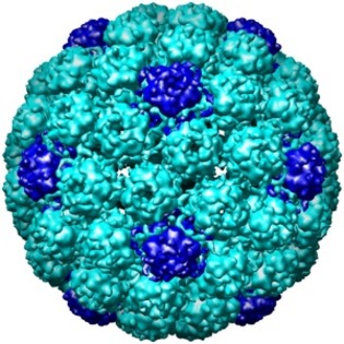 Infectia cu Polyomavirus; Infectia cu Polyomavirus
