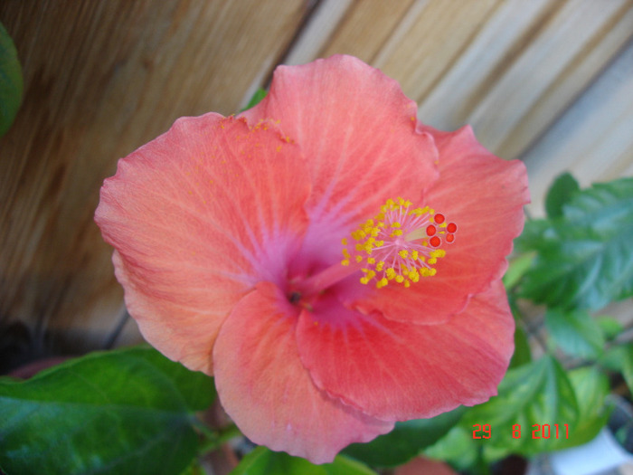 DSC03438 - hibiscus 2011