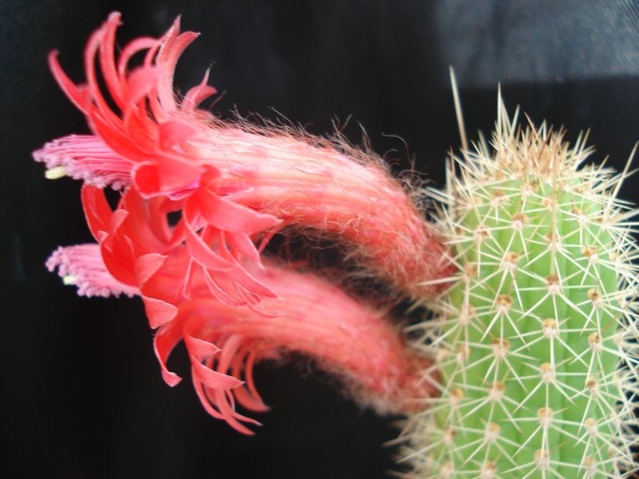 DSC04923 - Cactusi 2011
