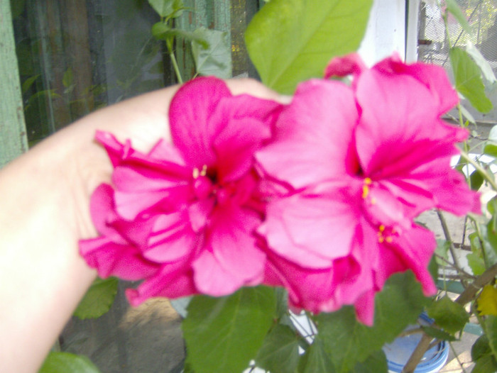 3 - HIBISCUS