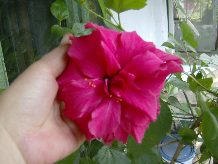 4 - HIBISCUS