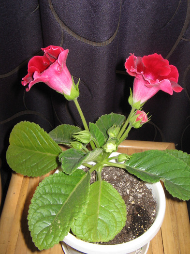 IMG_6579 - Gloxinia 2011-2012-2013