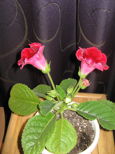 IMG_6580 - Gloxinia 2011-2012-2013