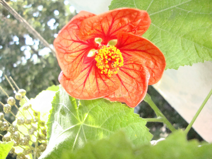 ABUTILON,AM INFLORIT,17,09,2011