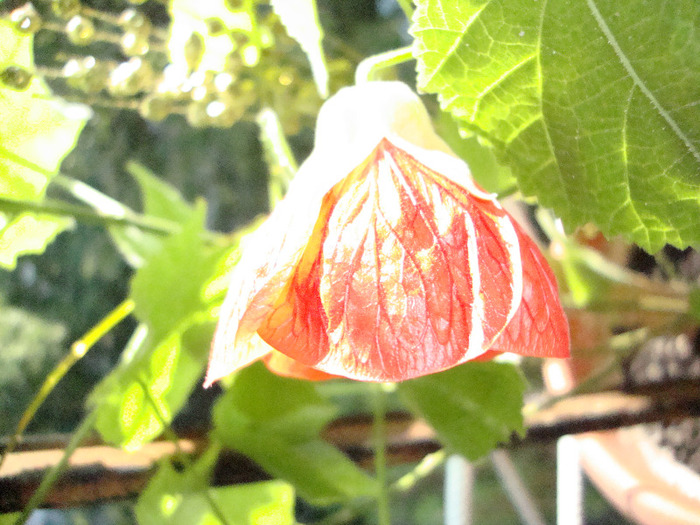 ABUTILON