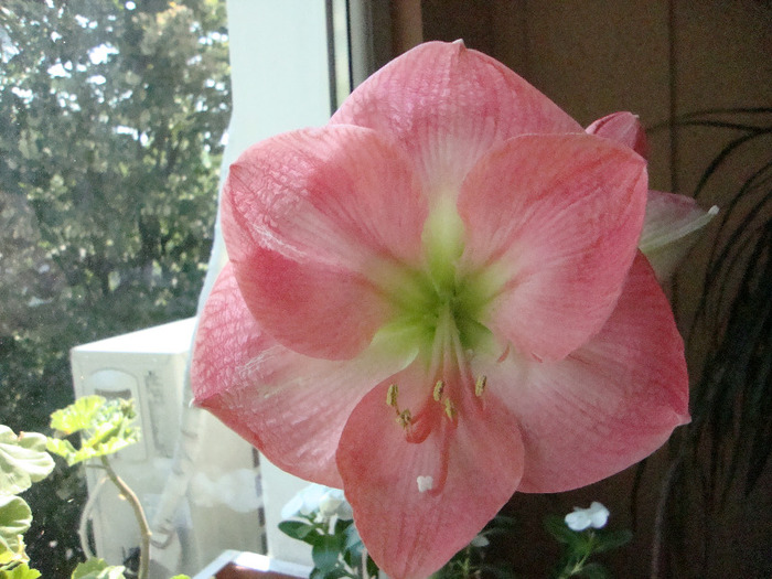 16.09.2011,CUMPARAT- AMARYLLIS-