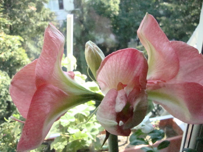 CUMPARAT,16.09.2011,ROZ