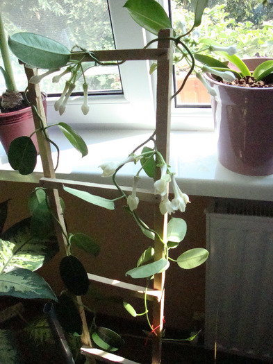 IASOMIE DE MADAGASCAR,17.09.2011