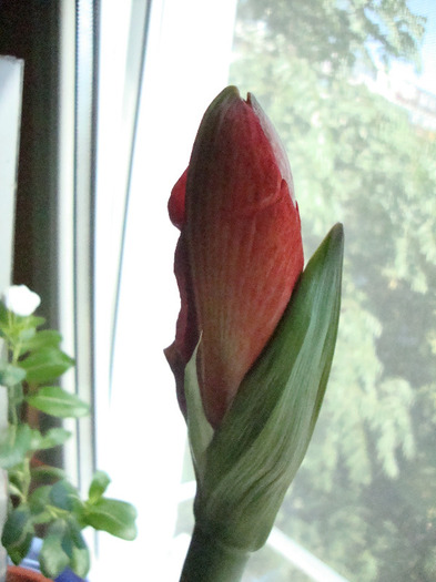 boboc,,sper inflorire