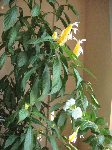 Pachystachys Lutea,19.09.2011