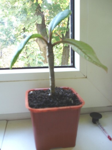 Plumeria