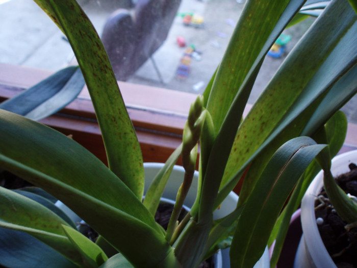 P9170901; Tija Miltonidium Bartley Schwarz
