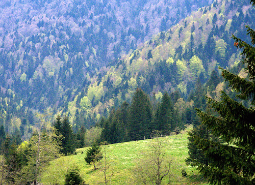 padure_ - resturi