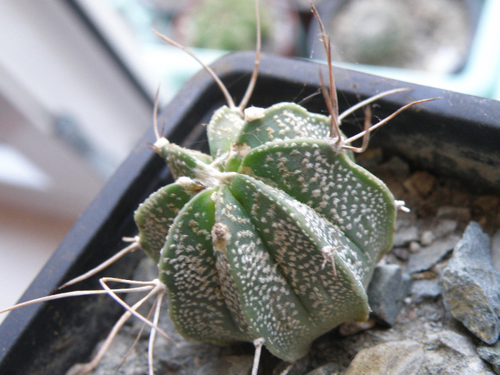 Astrophitum BB 2011 - Genul Astrophytum