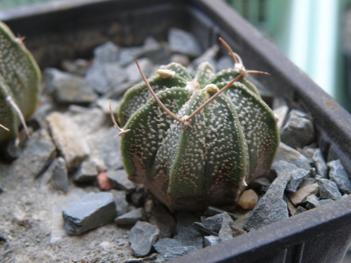 Astrophitum BB 2011 - Genul Astrophytum