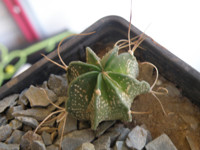 Astrophytum BB 2011 - Genul Astrophytum