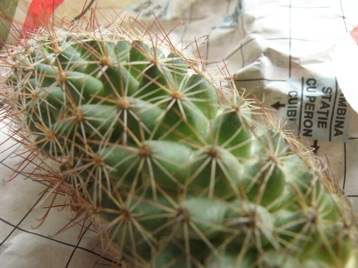 Mammilaria mazatlanensis ssp  mazatlanensis; Gina 2011
