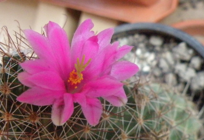 Mammilaria mazatlanensis ssp  mazatlanensis