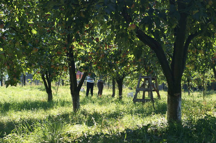 DSC00691 - productia de mere 2011