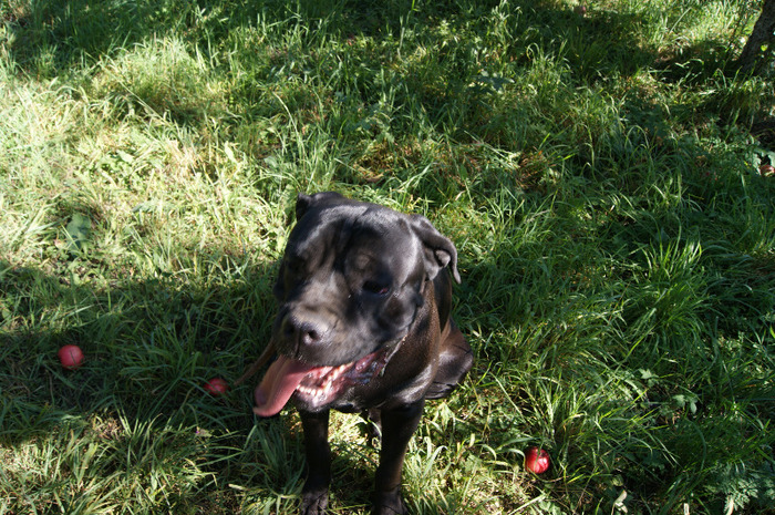 DSC00697 - productia de mere 2011