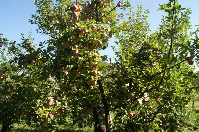 DSC00698 - productia de mere 2011