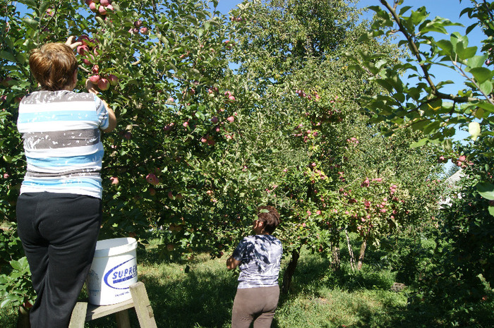 DSC00700 - productia de mere 2011